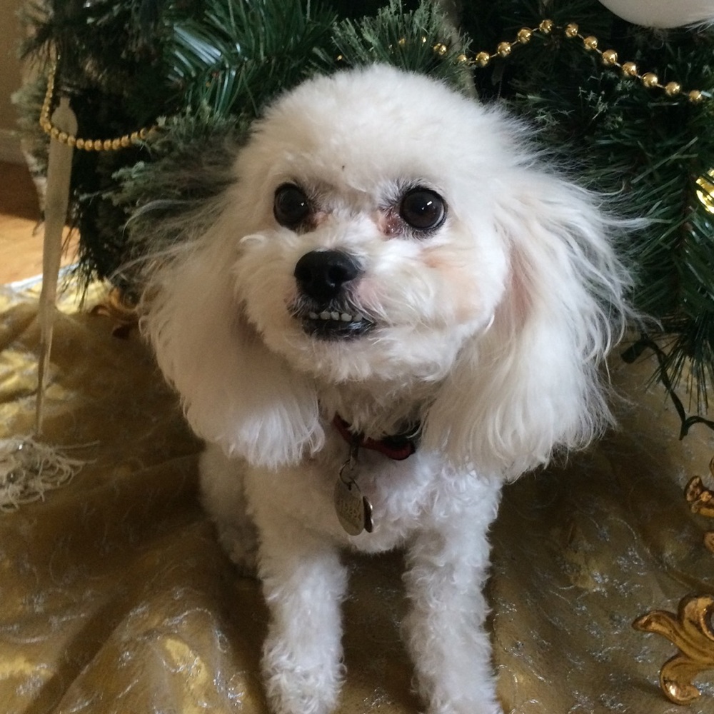 Meet your Posher, Ann